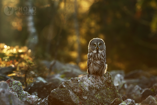 Great Grey Owl