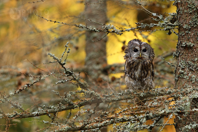 Eurasian Tawny Owl