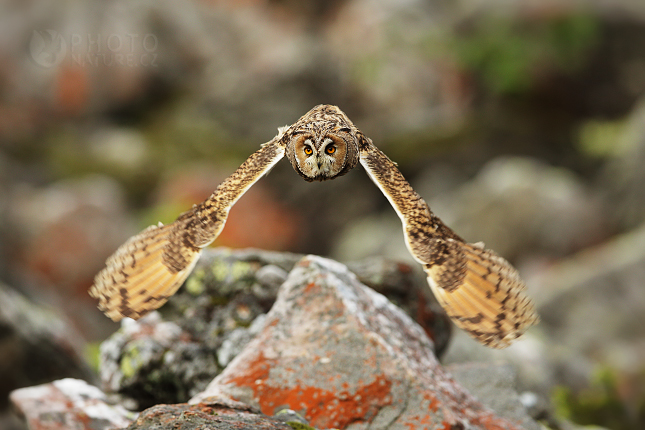 Long-eared owl 