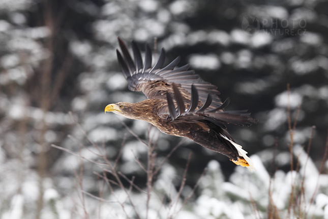 White-tailed Eagle 