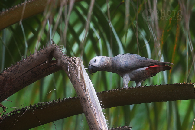 African Grey Parrot 