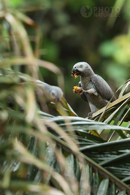 African Grey Parrot 