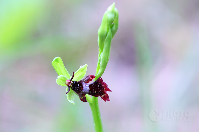 Fly Orchid