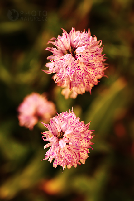 Three-toothed Orchid