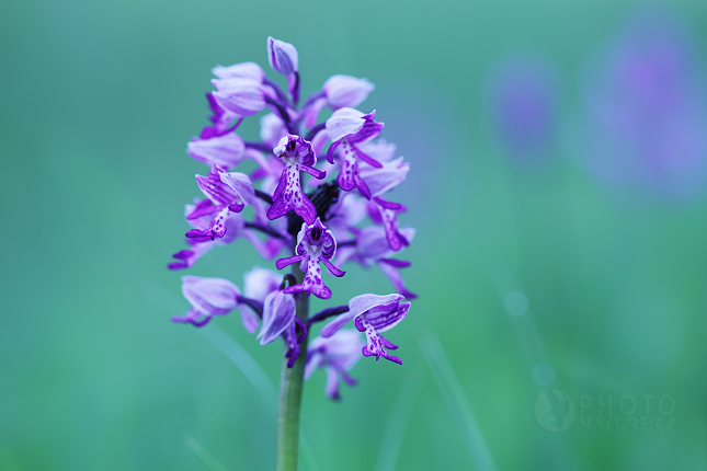 Military Orchid