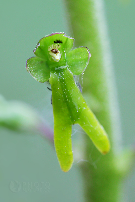 European Common Twayblade