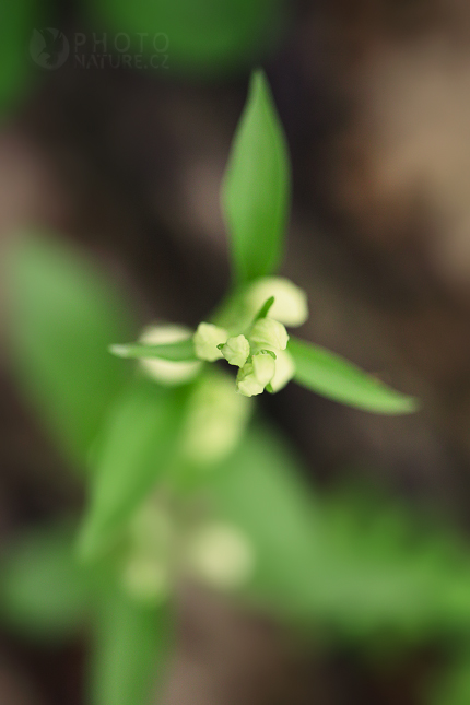 White Helleborine