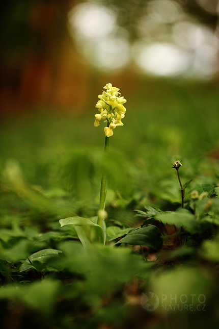 Pale orchid