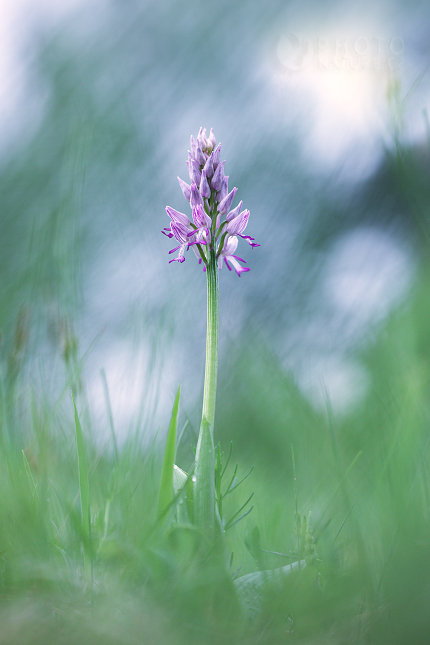 Military Orchid