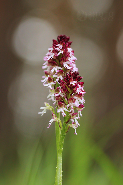 Orchis ustulata