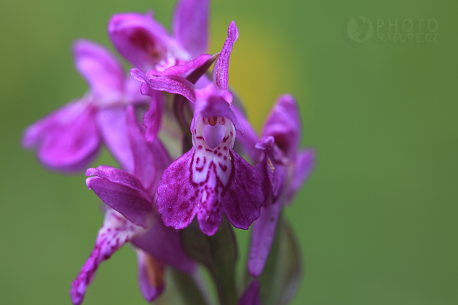 Early Marsh-Orchid