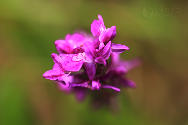 Early Marsh-Orchid