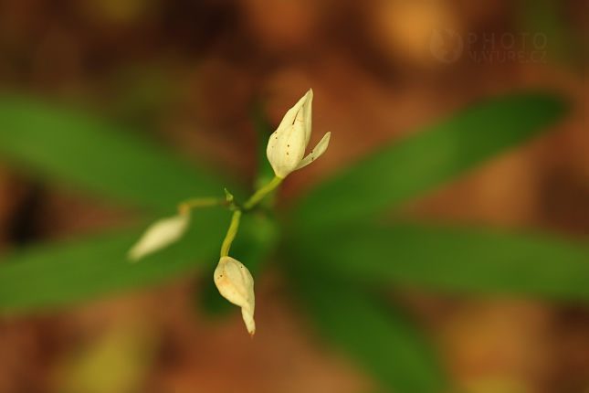 Sword-leaved Helleborine