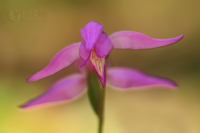 Red Helleborine 