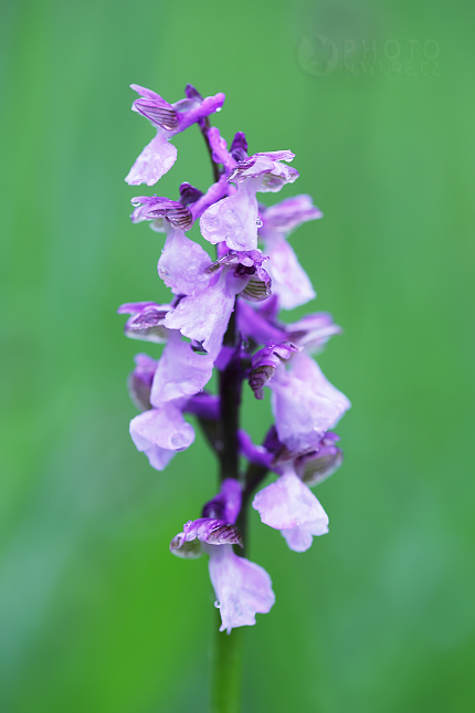 Green-winged orchid