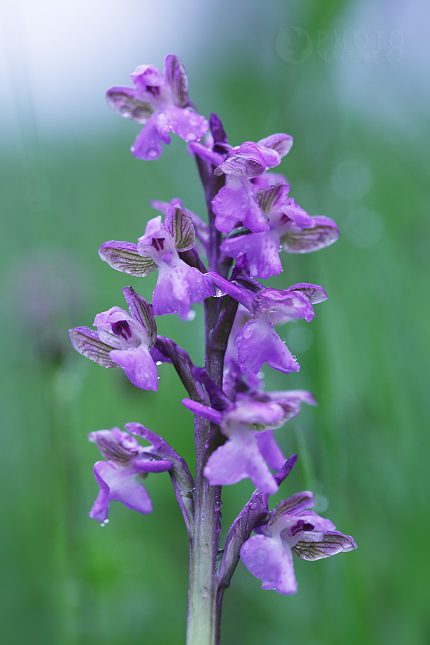 Green-winged orchid