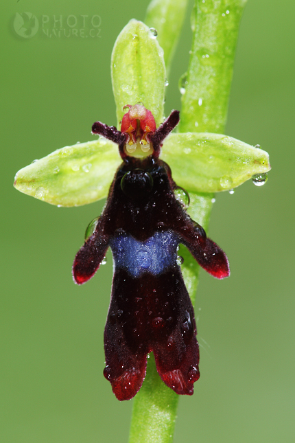 Fly orchid