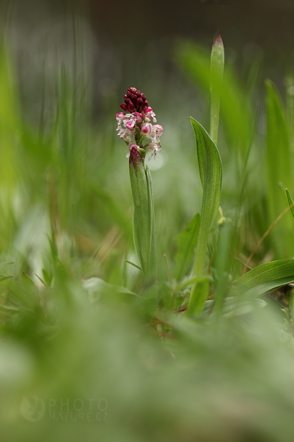 Orchis ustulata