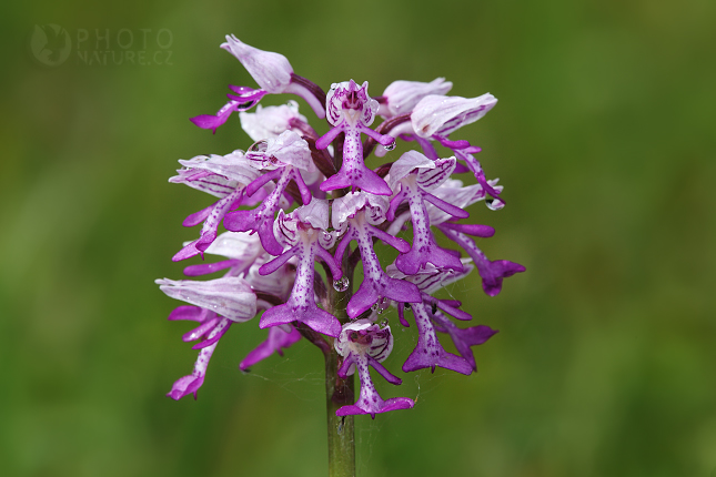 Orchis militaris