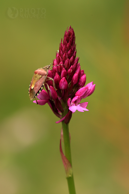 Pyramidal Orchid