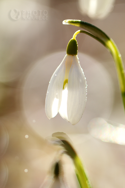 Snowdrop