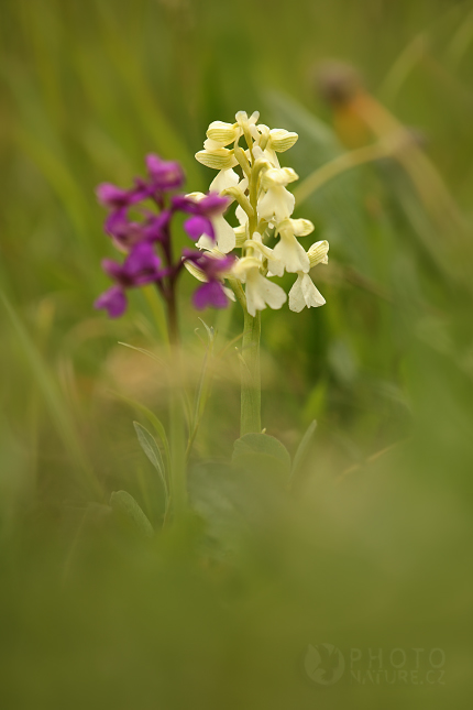 Green-winged orchid (Orchis morio), Česko