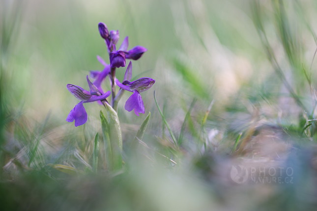 Green-winged orchid