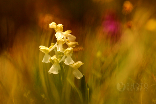 Elderflower Orchid