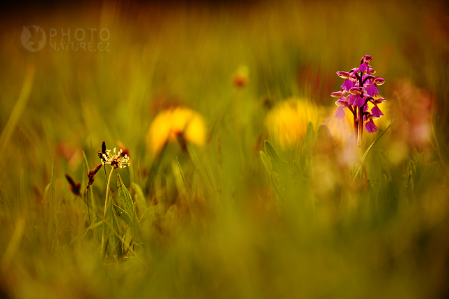 Green-winged orchid