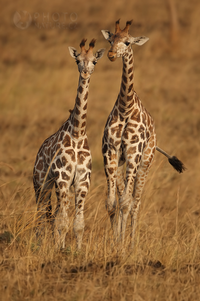 Žirafa Rothschildova (Giraffa camelopardalis rothschildi), Uganda