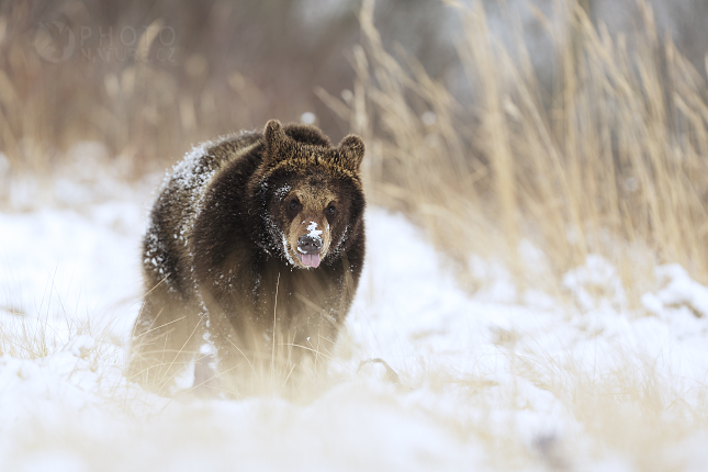 The brown bear