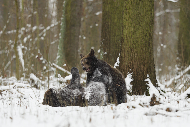 The brown bear