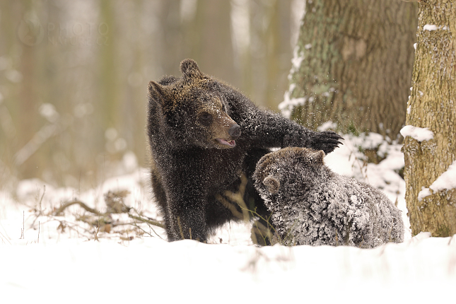 The brown bear