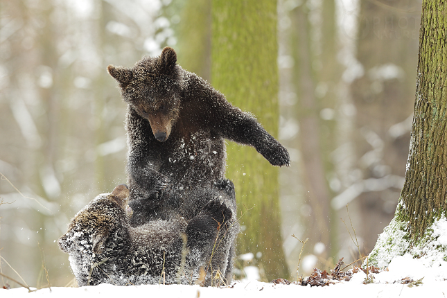 The brown bear