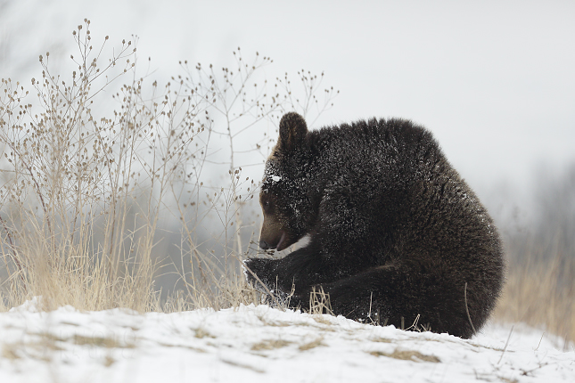 The brown bear