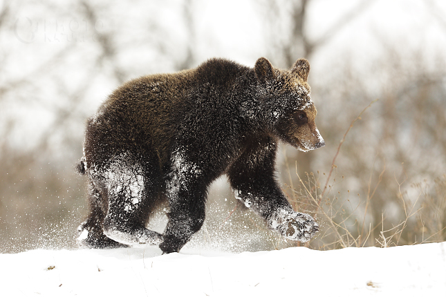 The brown bear