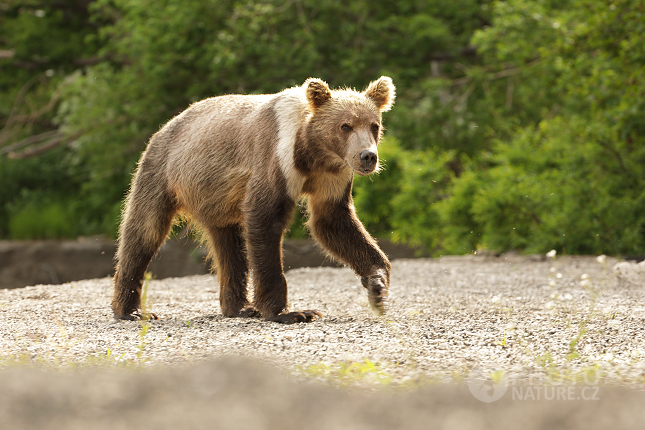 Kamchatka brown bear