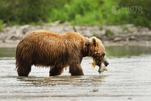 Kamchatka brown bear