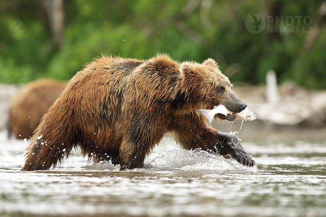 Kamchatka brown bear