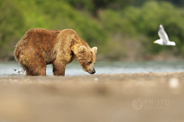 Kamchatka brown bear