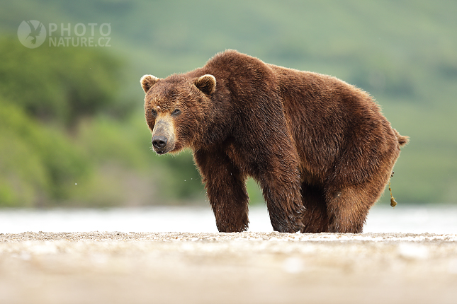 Kamchatka brown bear