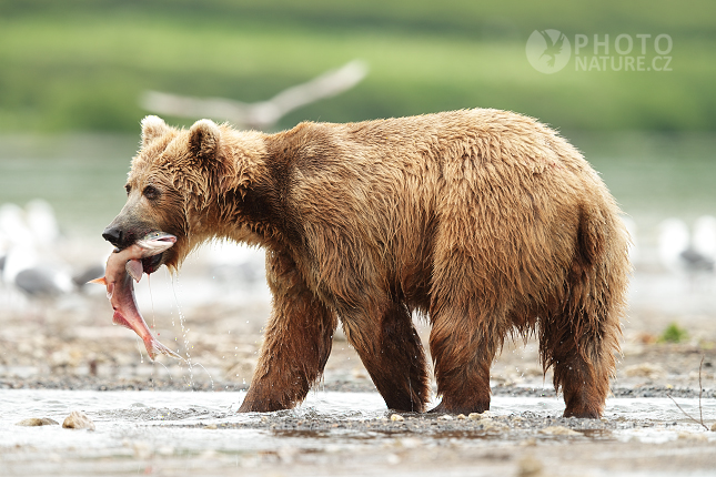 Kamchatka brown bear