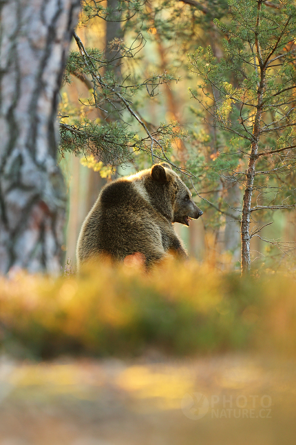 Brown bear