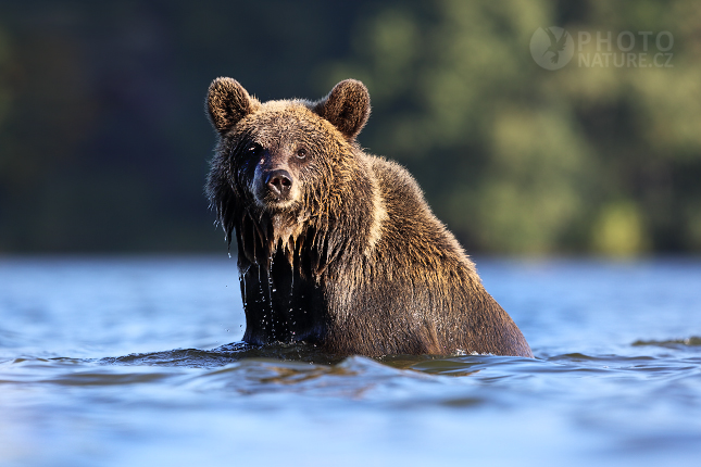 Brown bear