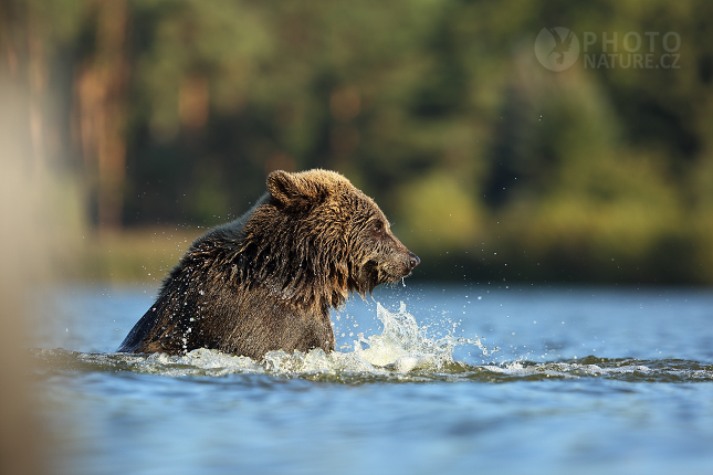 Brown bear