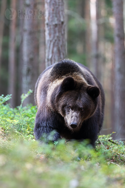 Brown bear