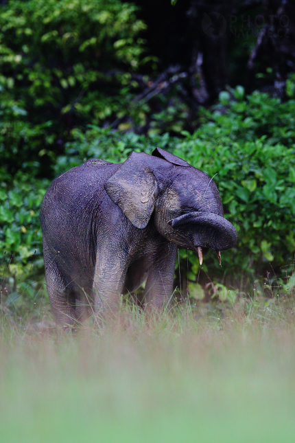 Forest Elephant 