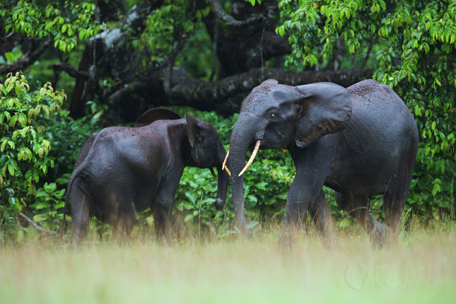 Forest Elephant 