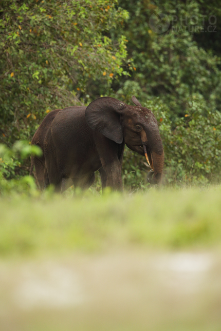 Forest Elephant 