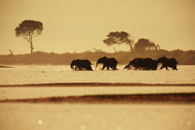 Forest Elephant 